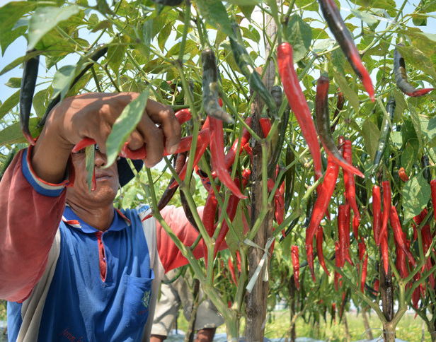 Tips Menanam Cabai Merah yang Berkualitas Tinggi