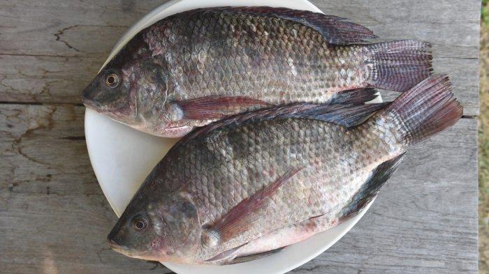 Ikan Mujair