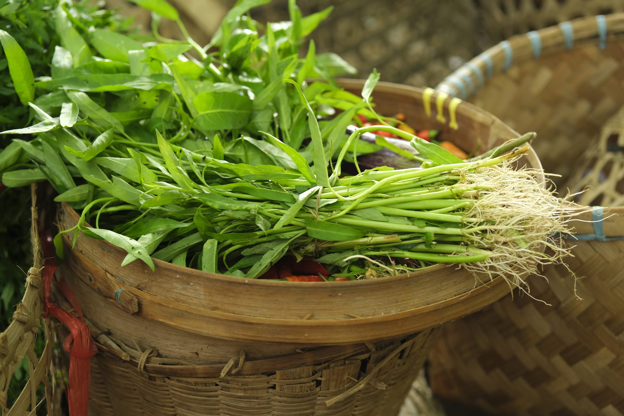 Kangkung